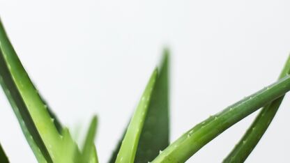 5 dingen die je met een aloë vera plant kunt doen