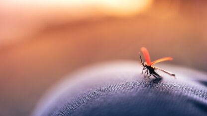 Geprikt door een mug? Dit helpt wel tegen de jeuk