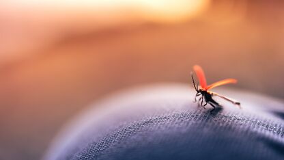 Deze tips tegen jeukende muggenbulten werken wel