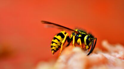 5 tips om wespen op afstand te houden