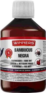 Belgian Winners Sambucus Negra