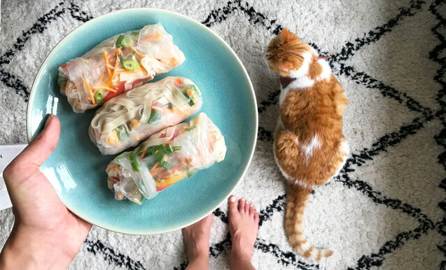 Springrolls Fitgirlcode